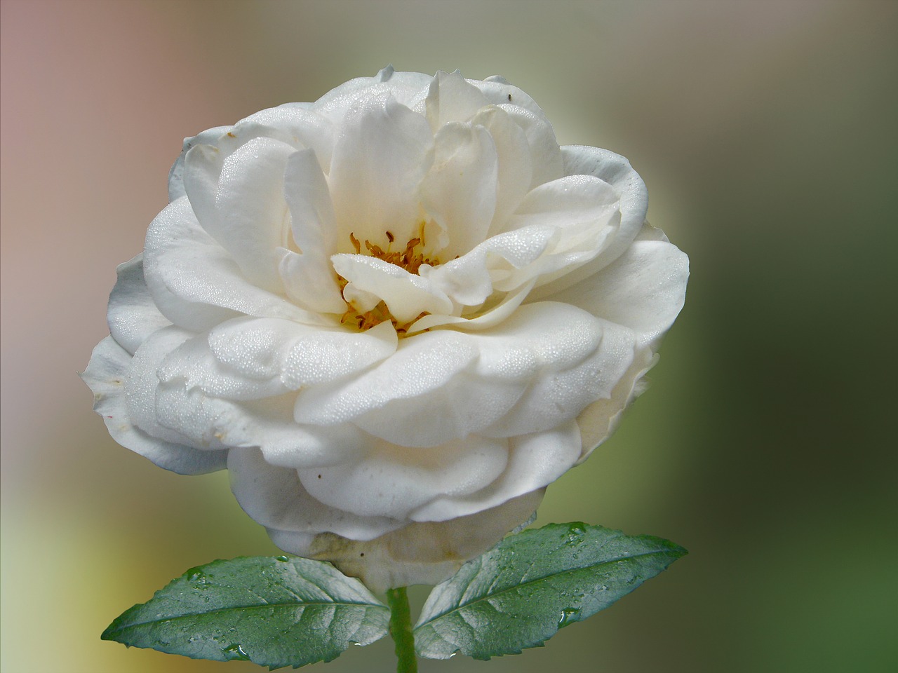 rose white white rose free photo