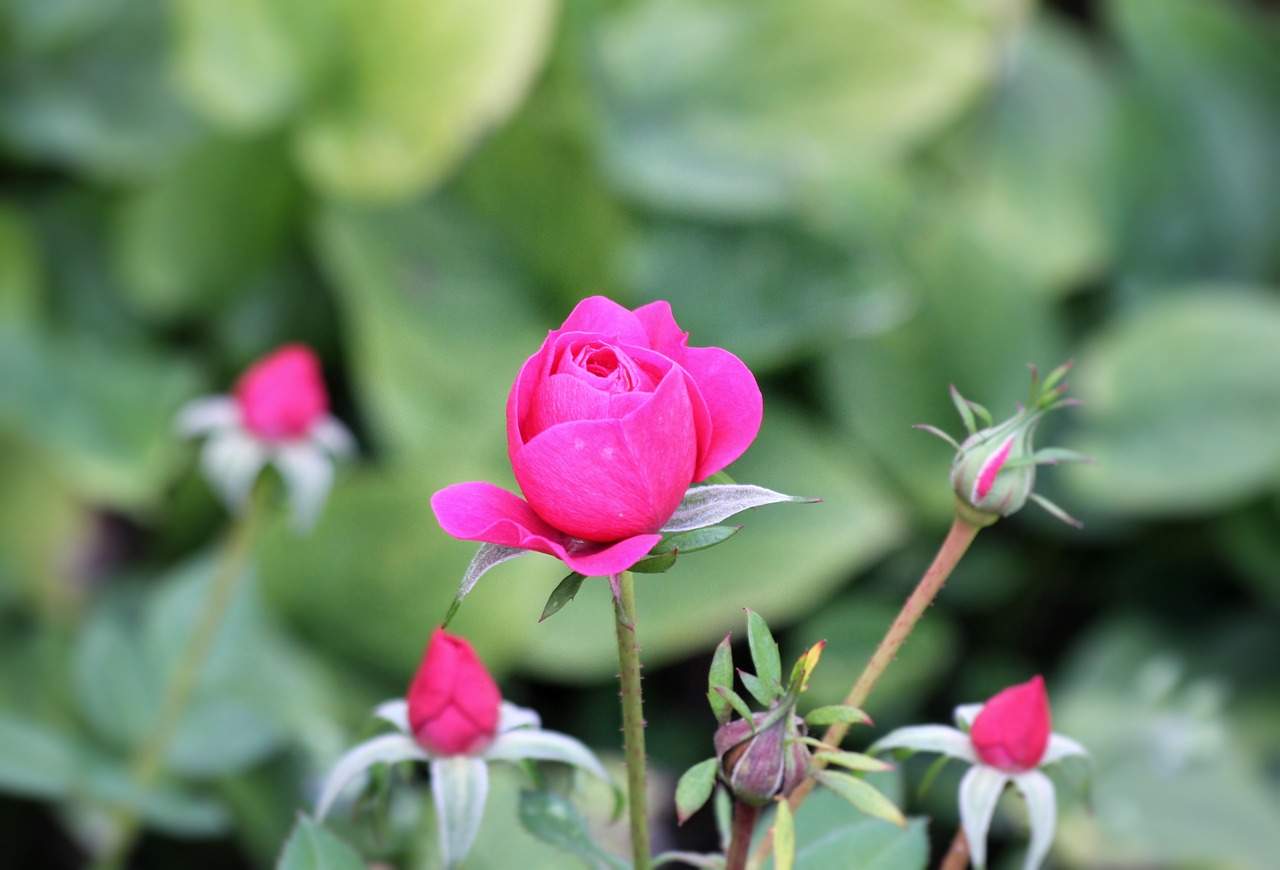 rose flower red free photo