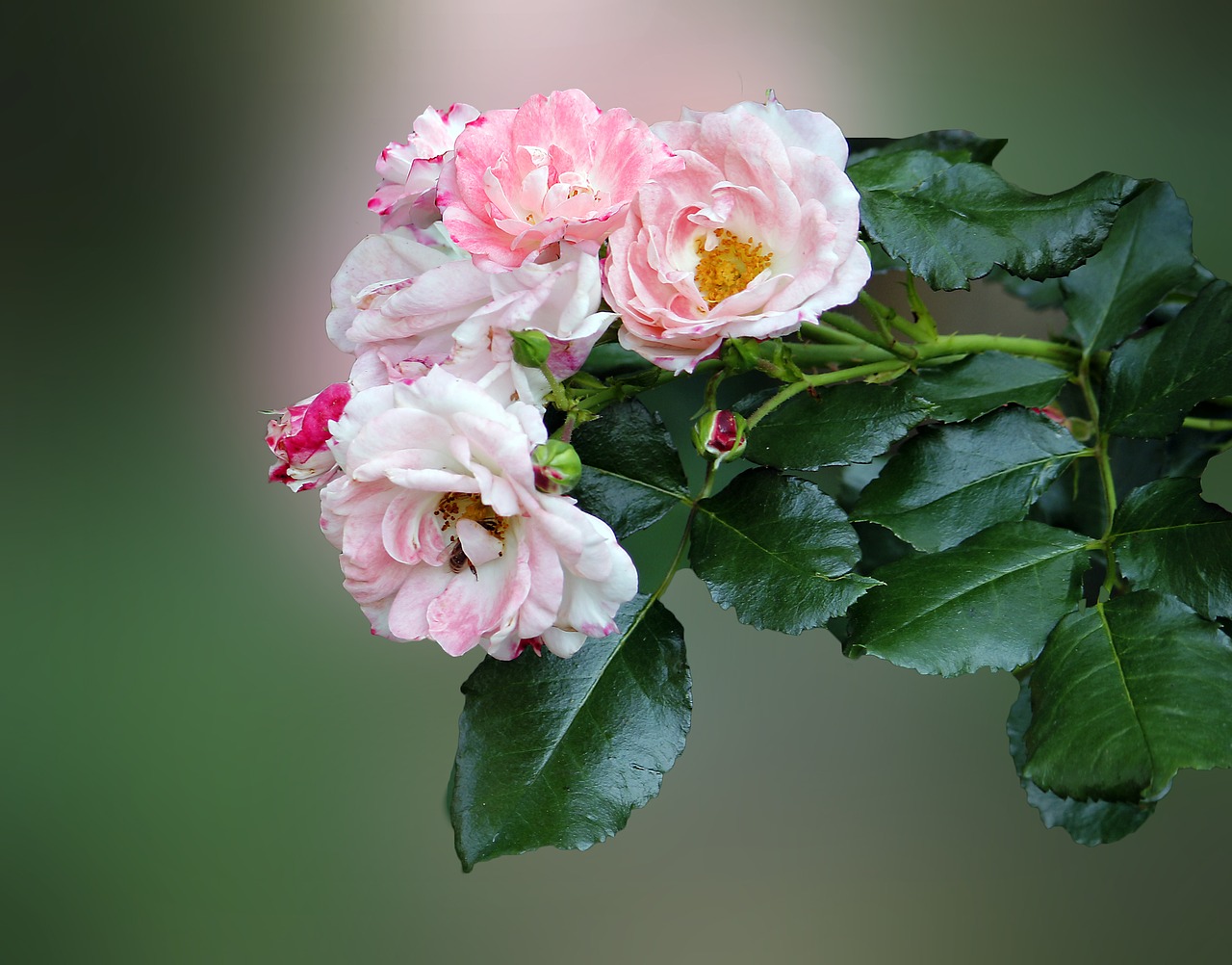 rose pink flower garden roses free photo