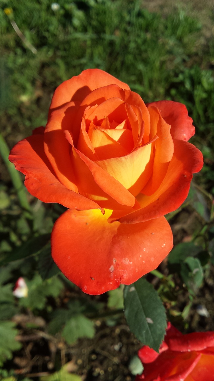 rose orange flower free photo