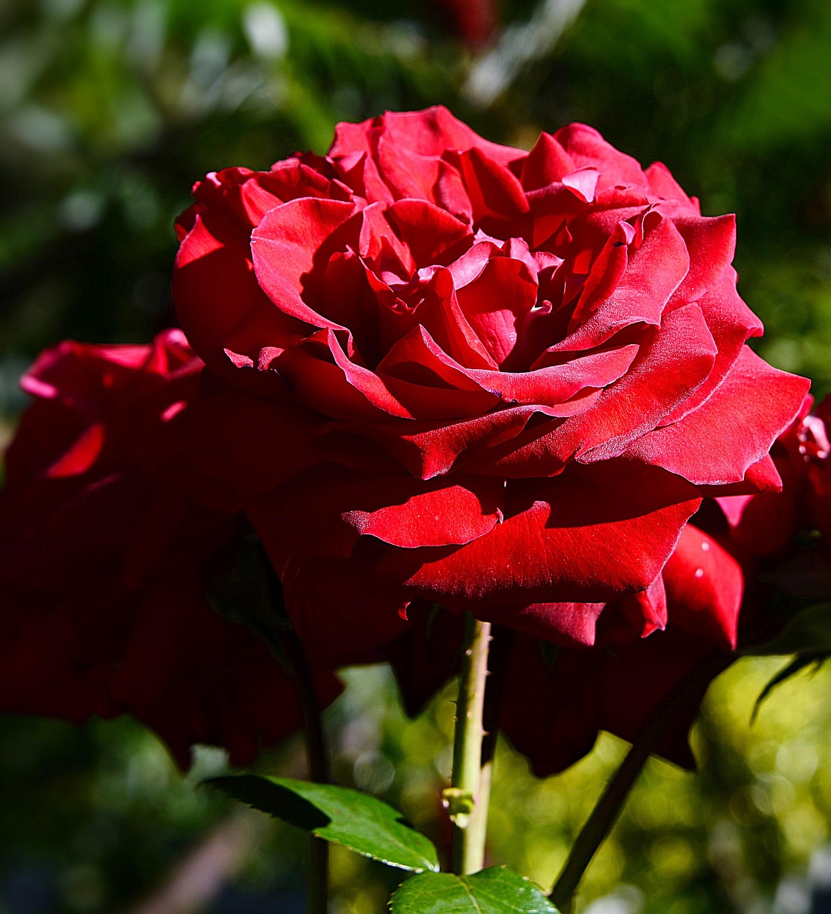 rose close red free photo