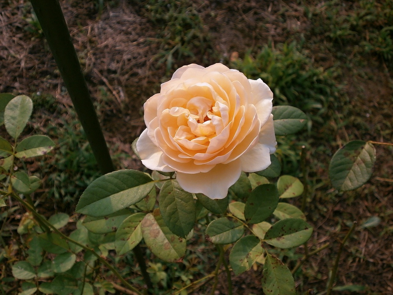 rose cream color rose garden free photo