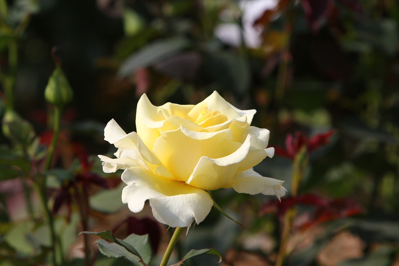 rose nature white free photo