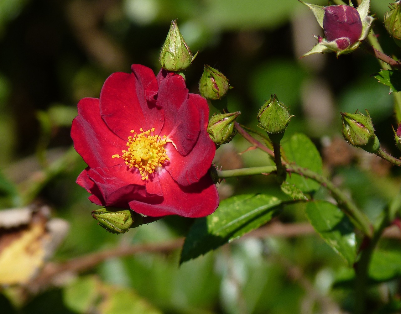 rose red autumn free photo