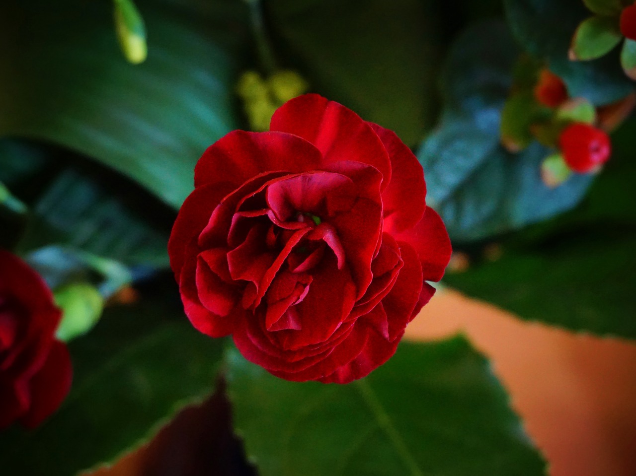 pink red flower free photo