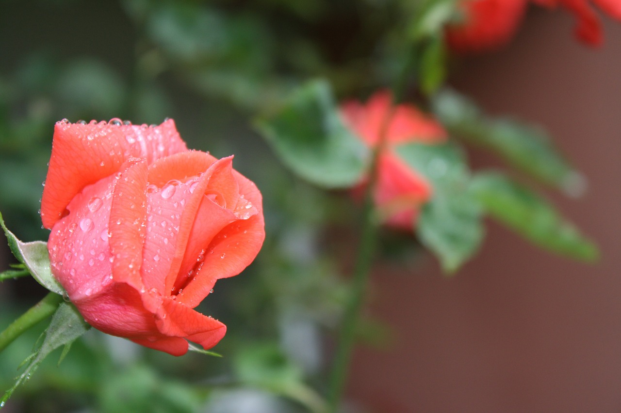 rose rain frisch free photo