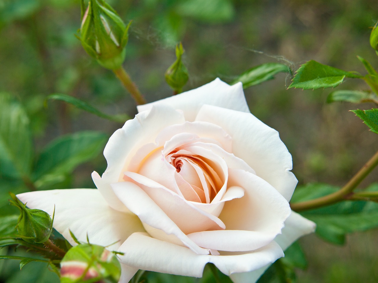 rose white flower free photo