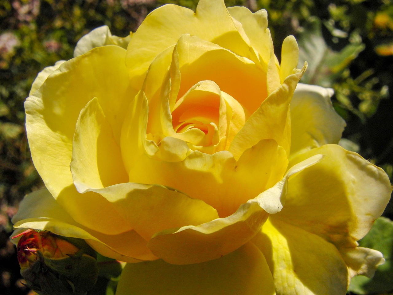 rose yellow blossom free photo