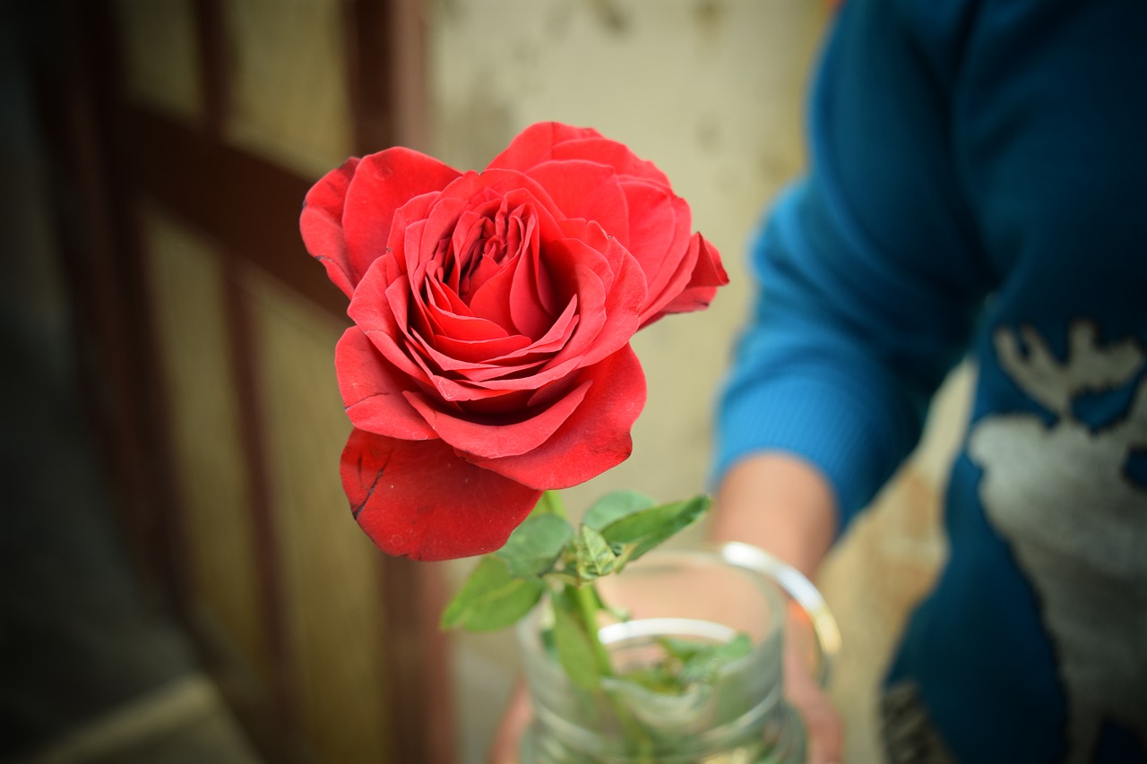 rose love red free photo