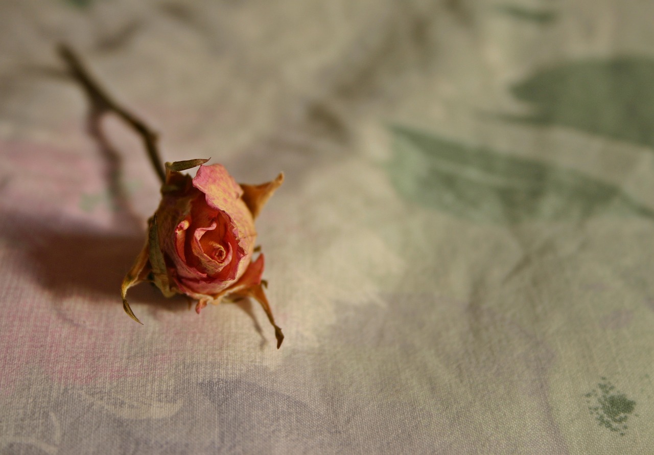 rose dried dry rose free photo