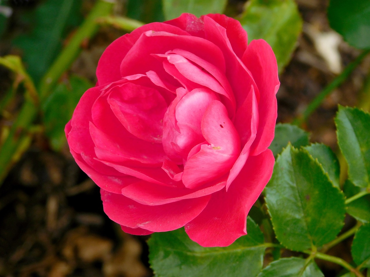 rose flower red flower free photo