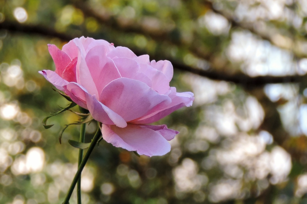 rose pink blossom free photo