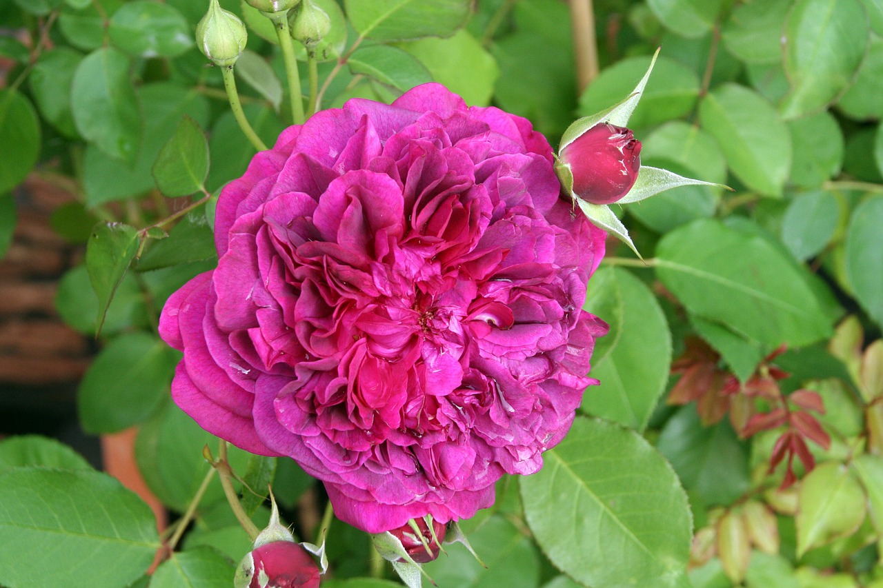 rose rosaceae flower free photo