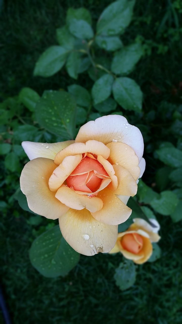 rose flower waterdrops free photo
