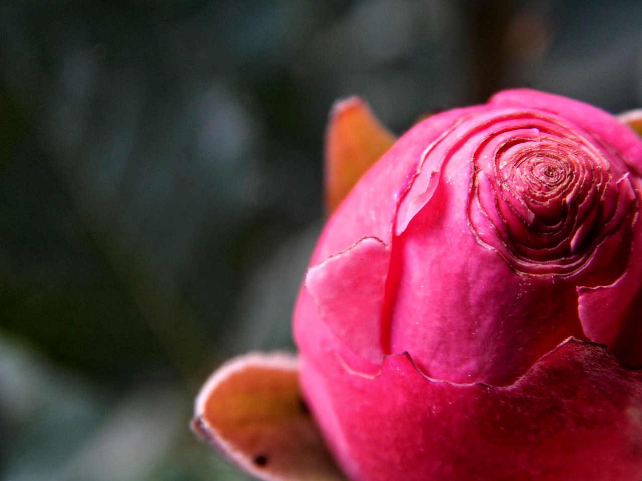 rose flower nature free photo