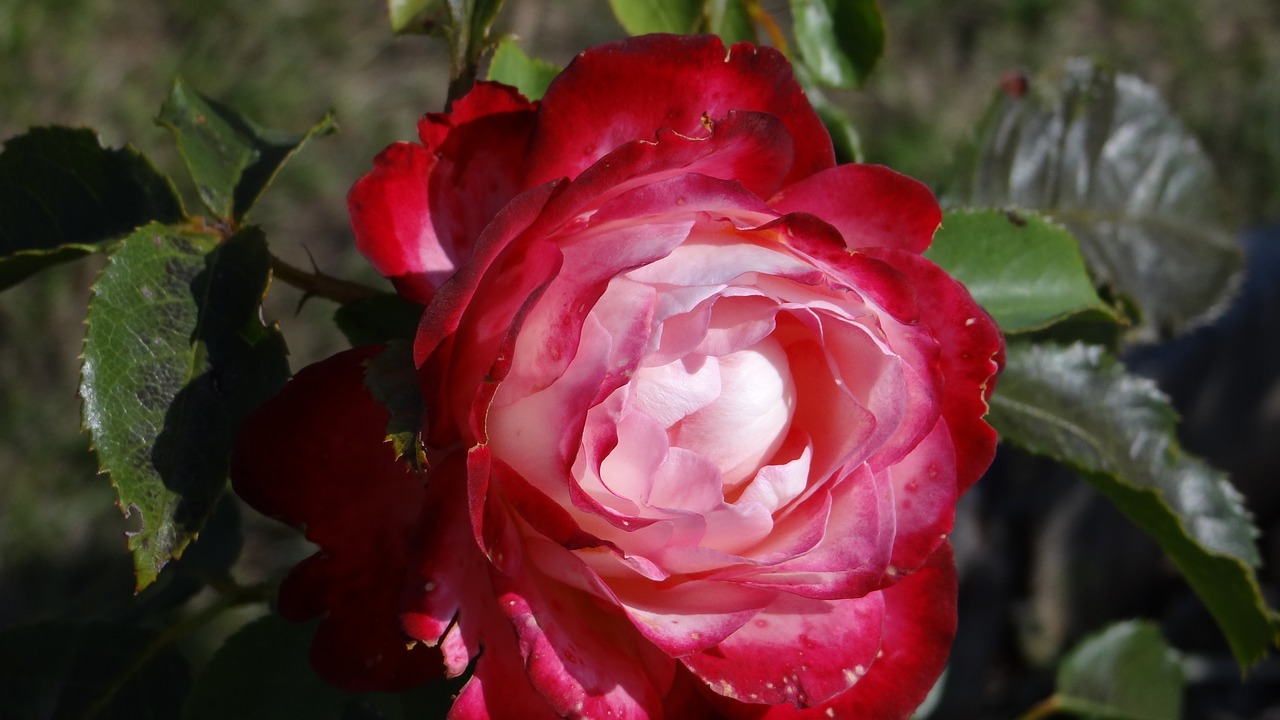 rose red flower free photo