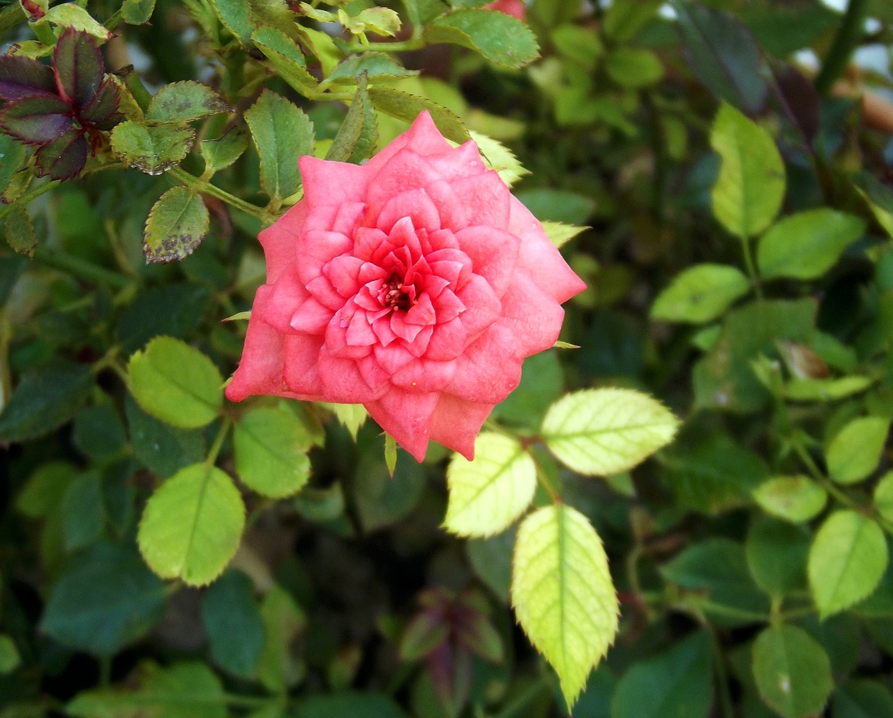 rose pink pink roses free photo