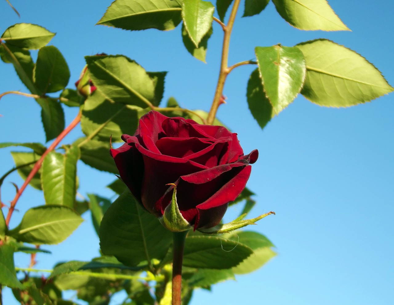 rose red rose macro free photo