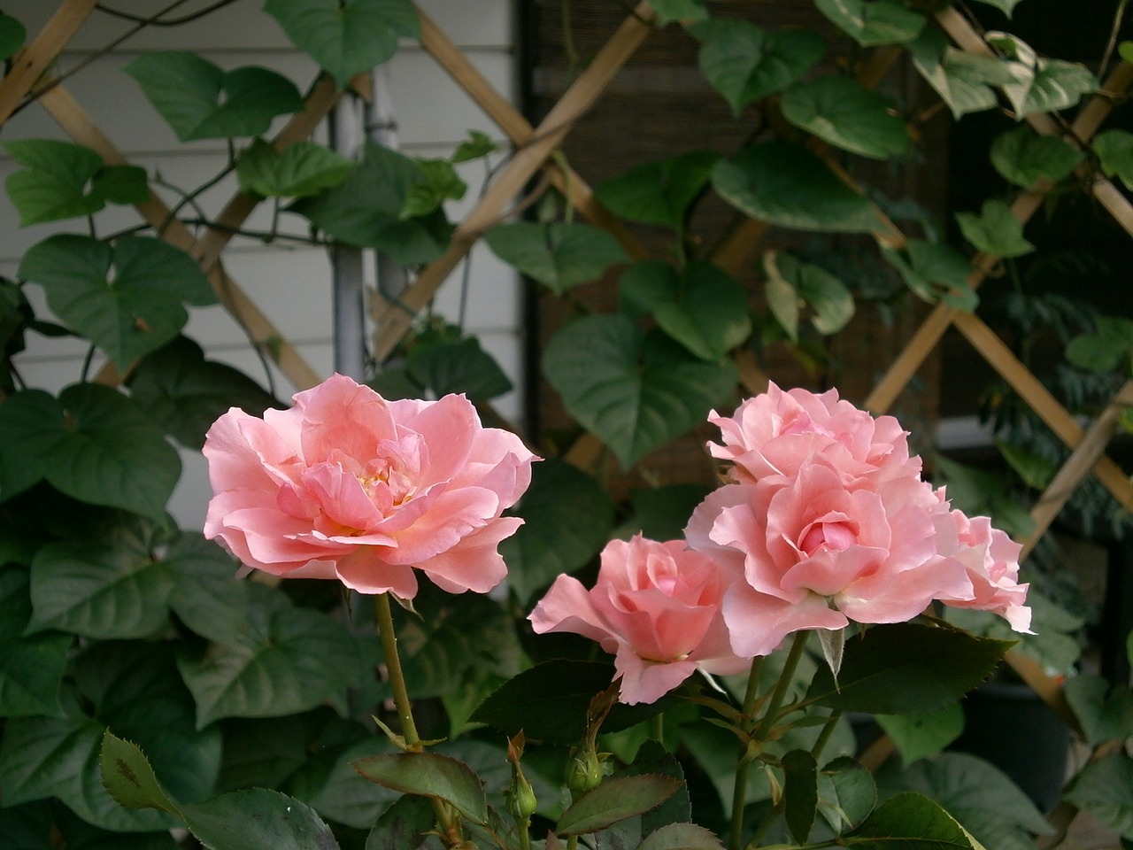 rose pink flower rose garden free photo