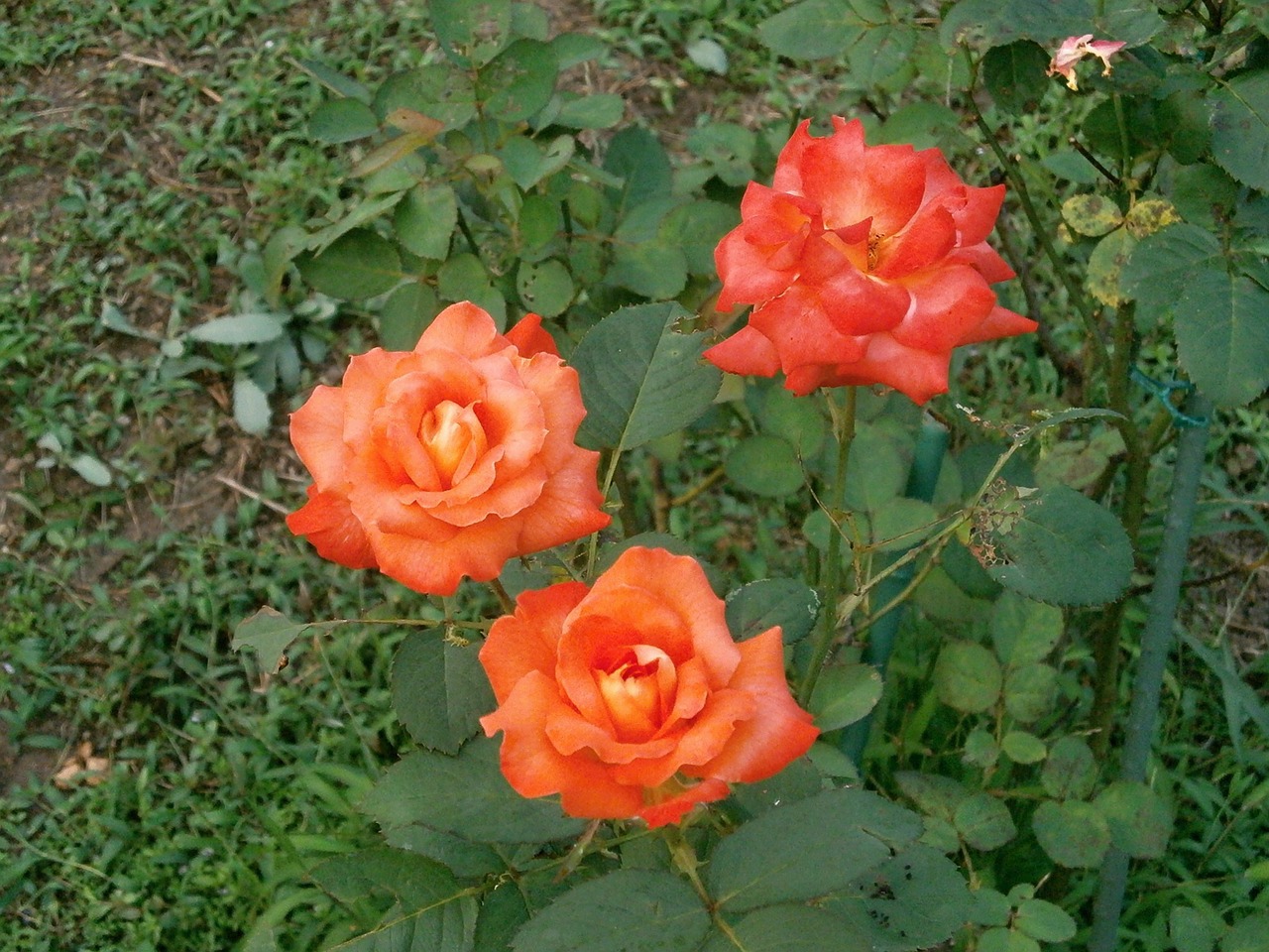 rose orange blossom rose garden free photo