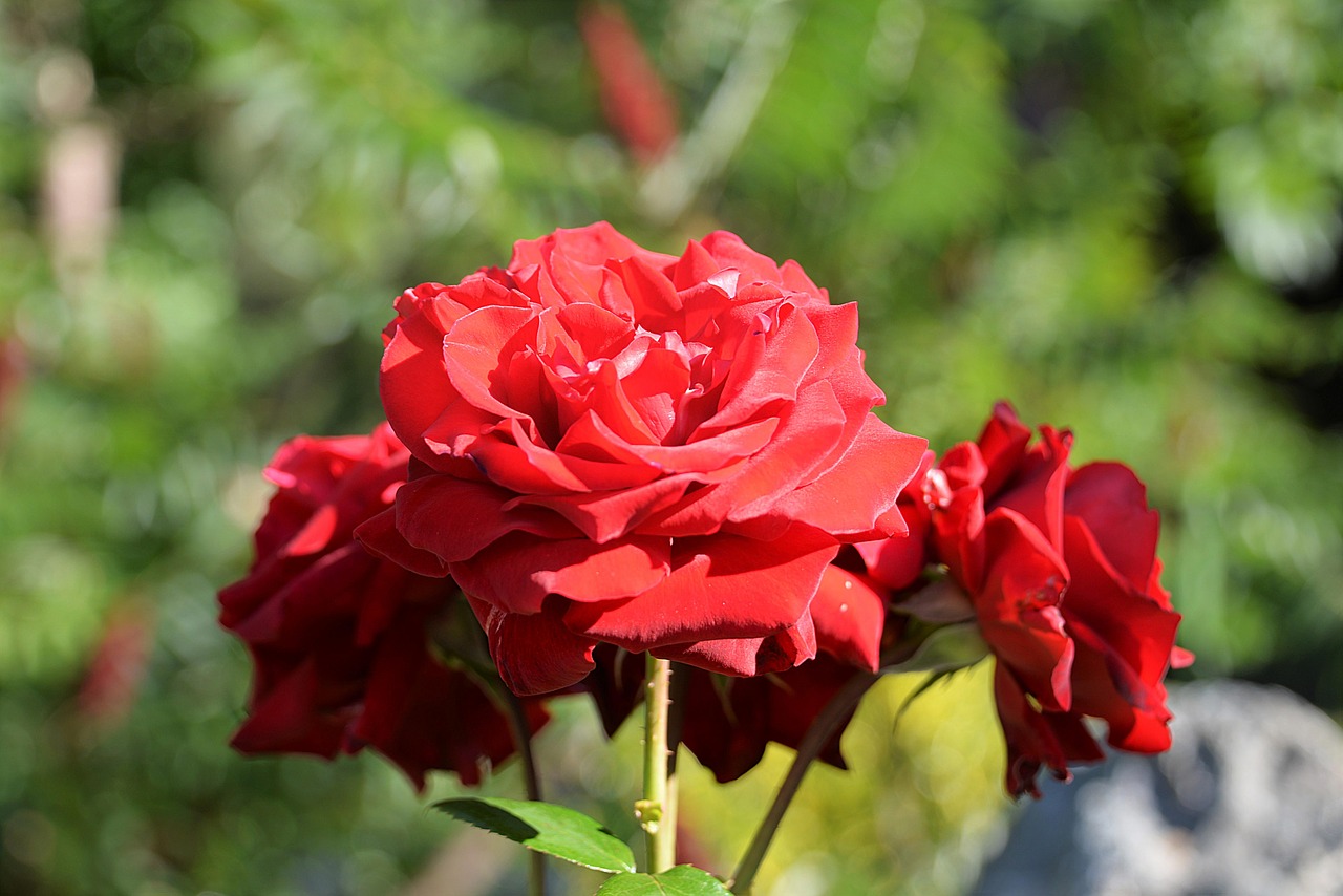 rose red garden free photo