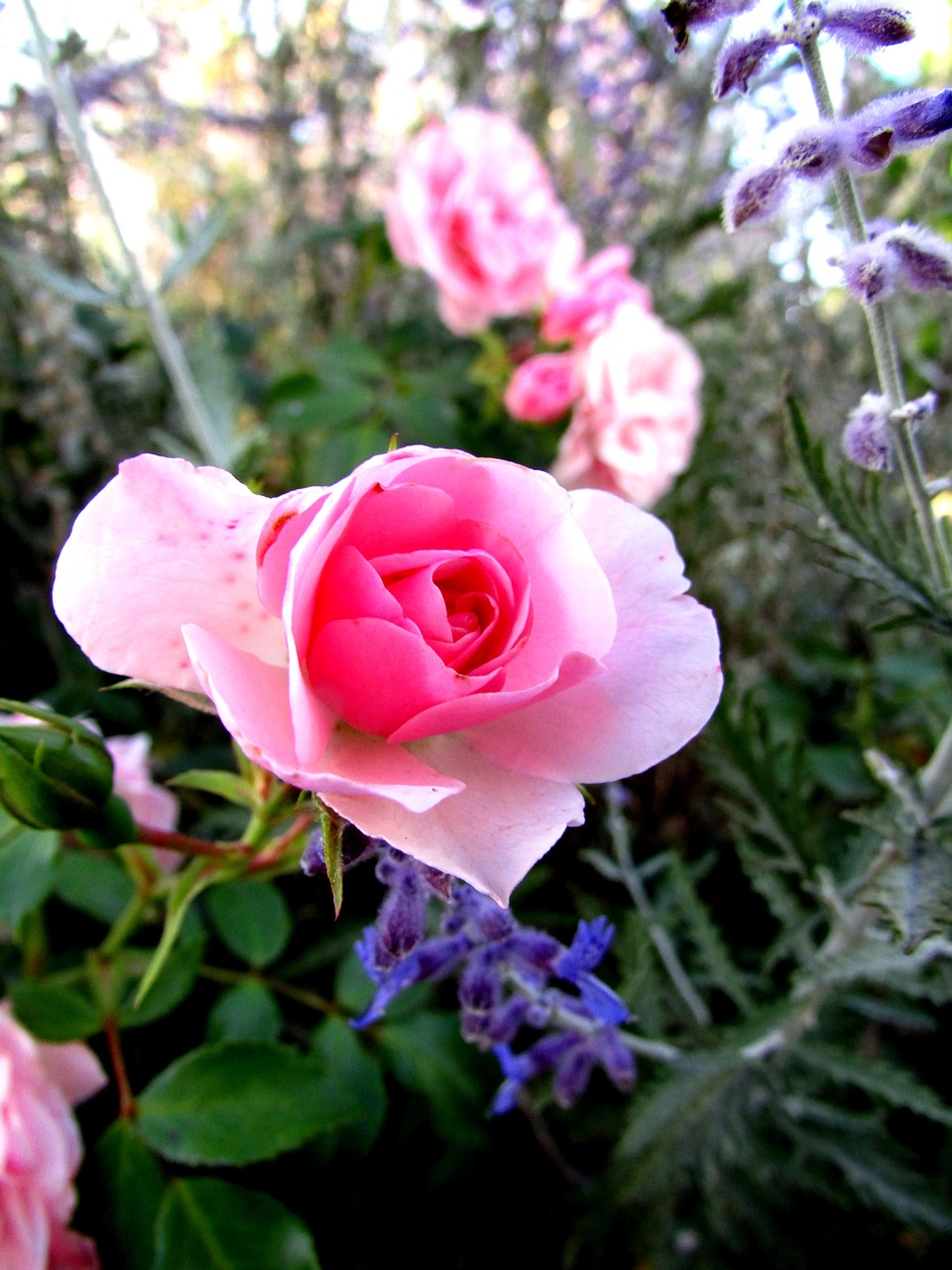 rose flowers summer free photo