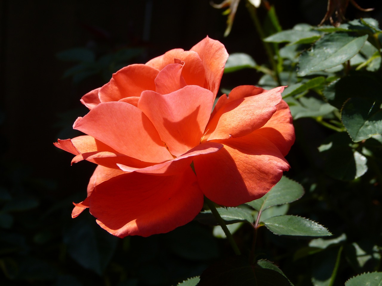 rose flower blossom free photo