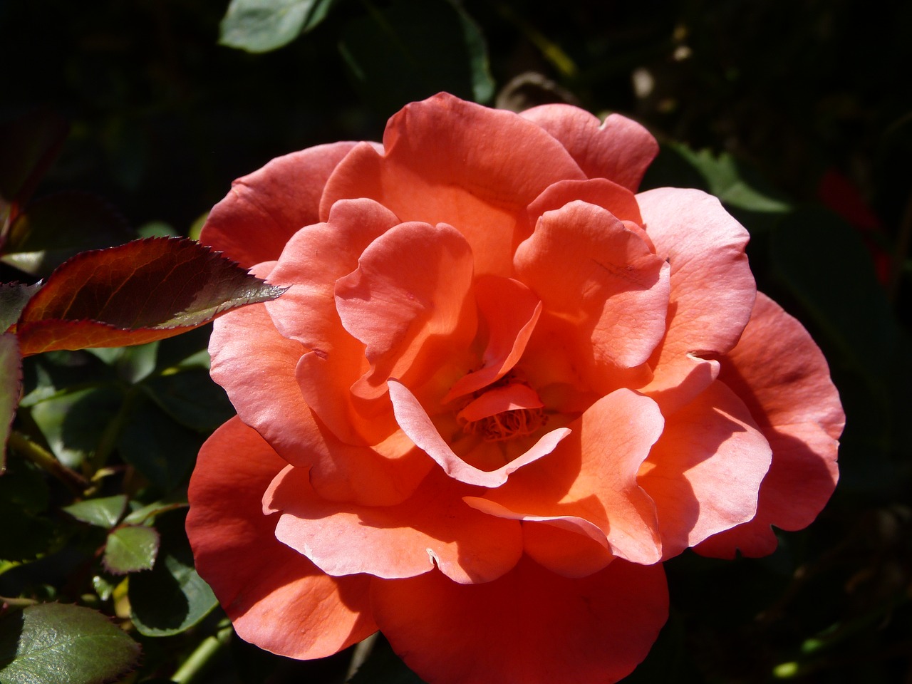 rose flower blossom free photo