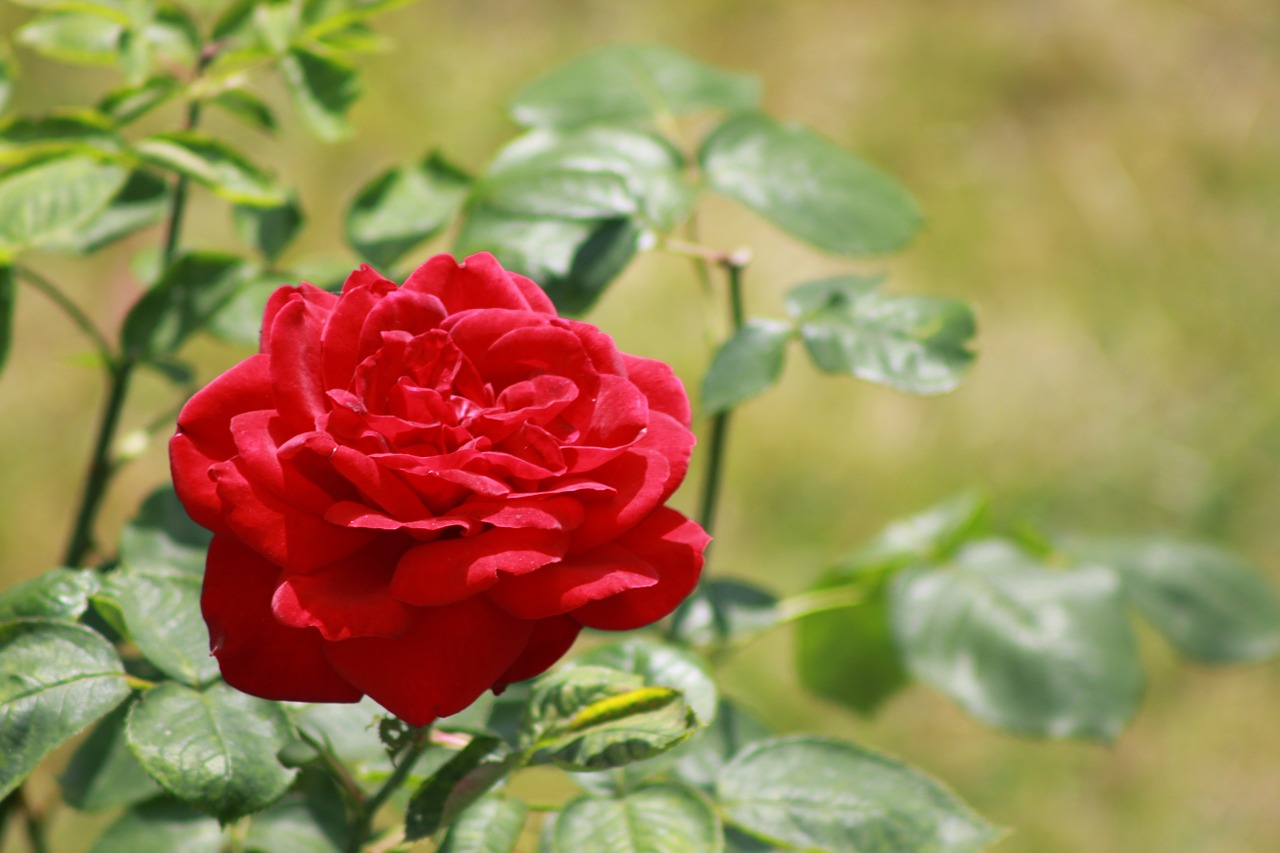 rose red rose flowers free photo