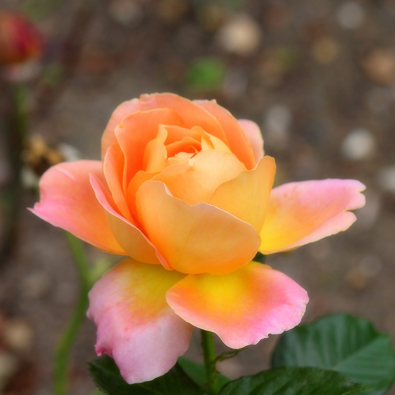 rose garden bloom free photo