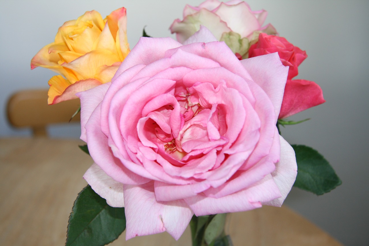 rose rose bloom bouquet of roses free photo