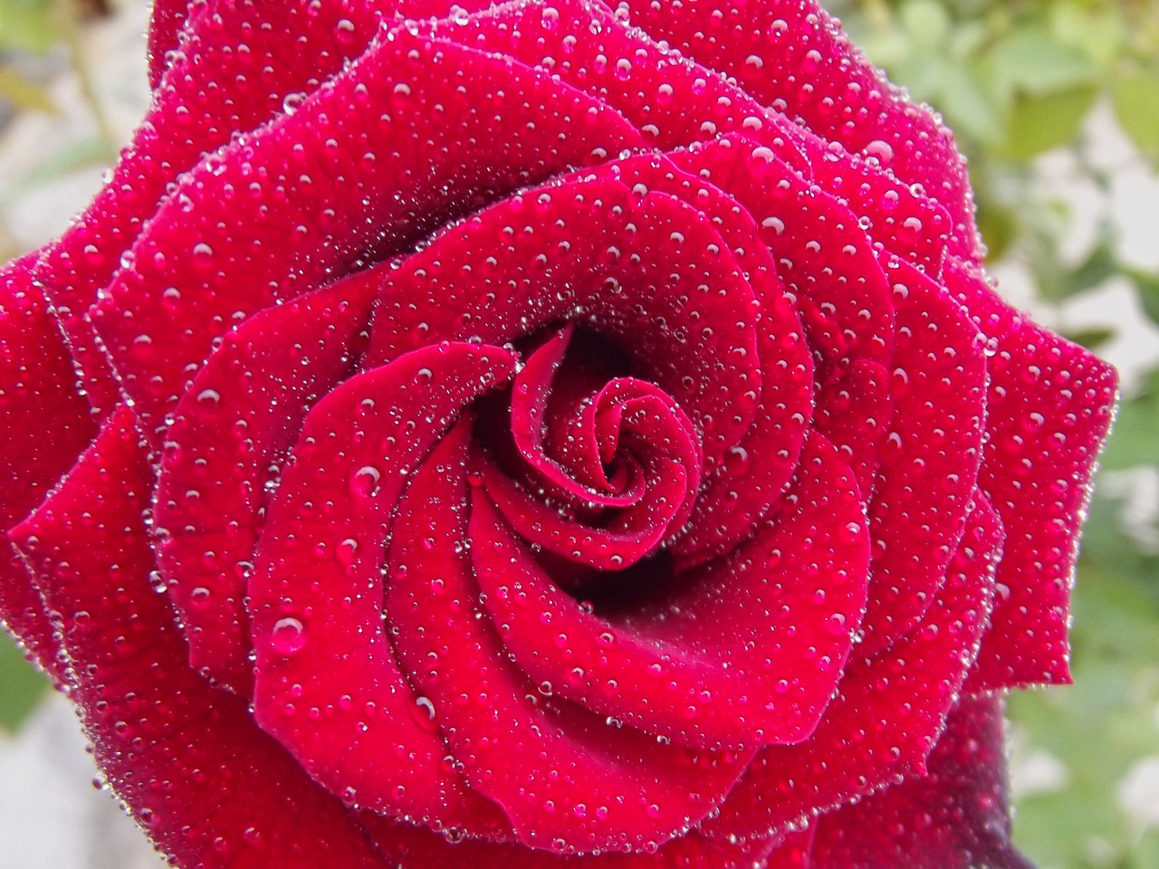 rose drop rain free photo