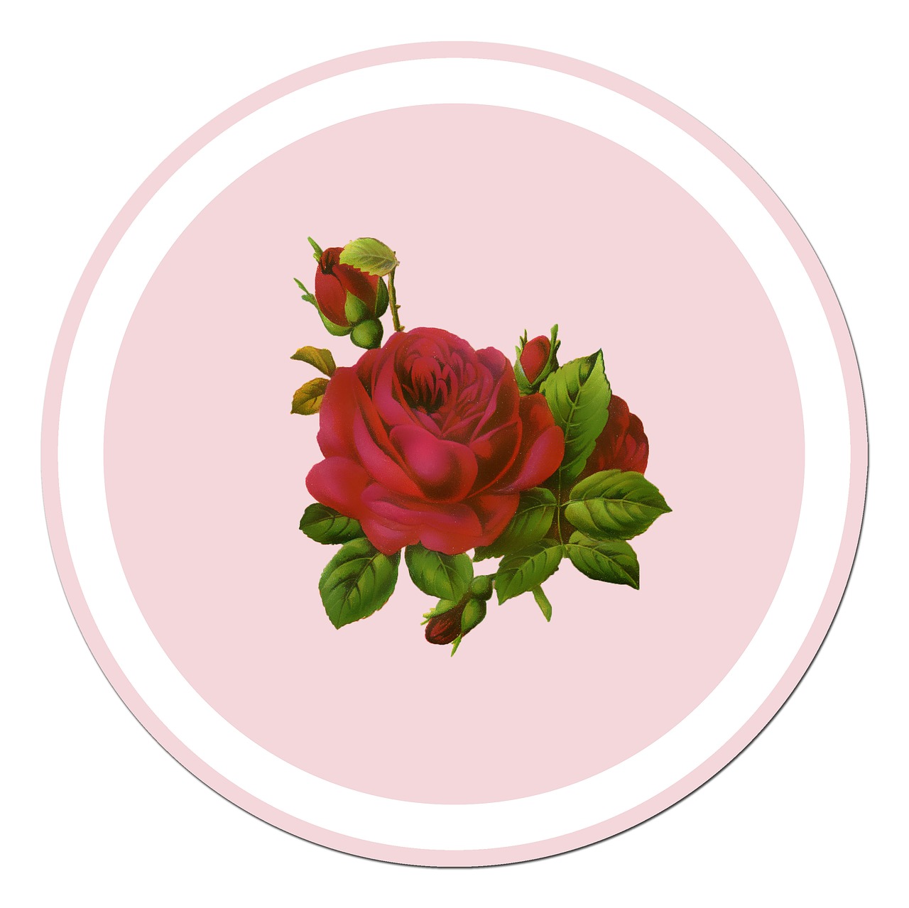 rose red rose sticker free photo