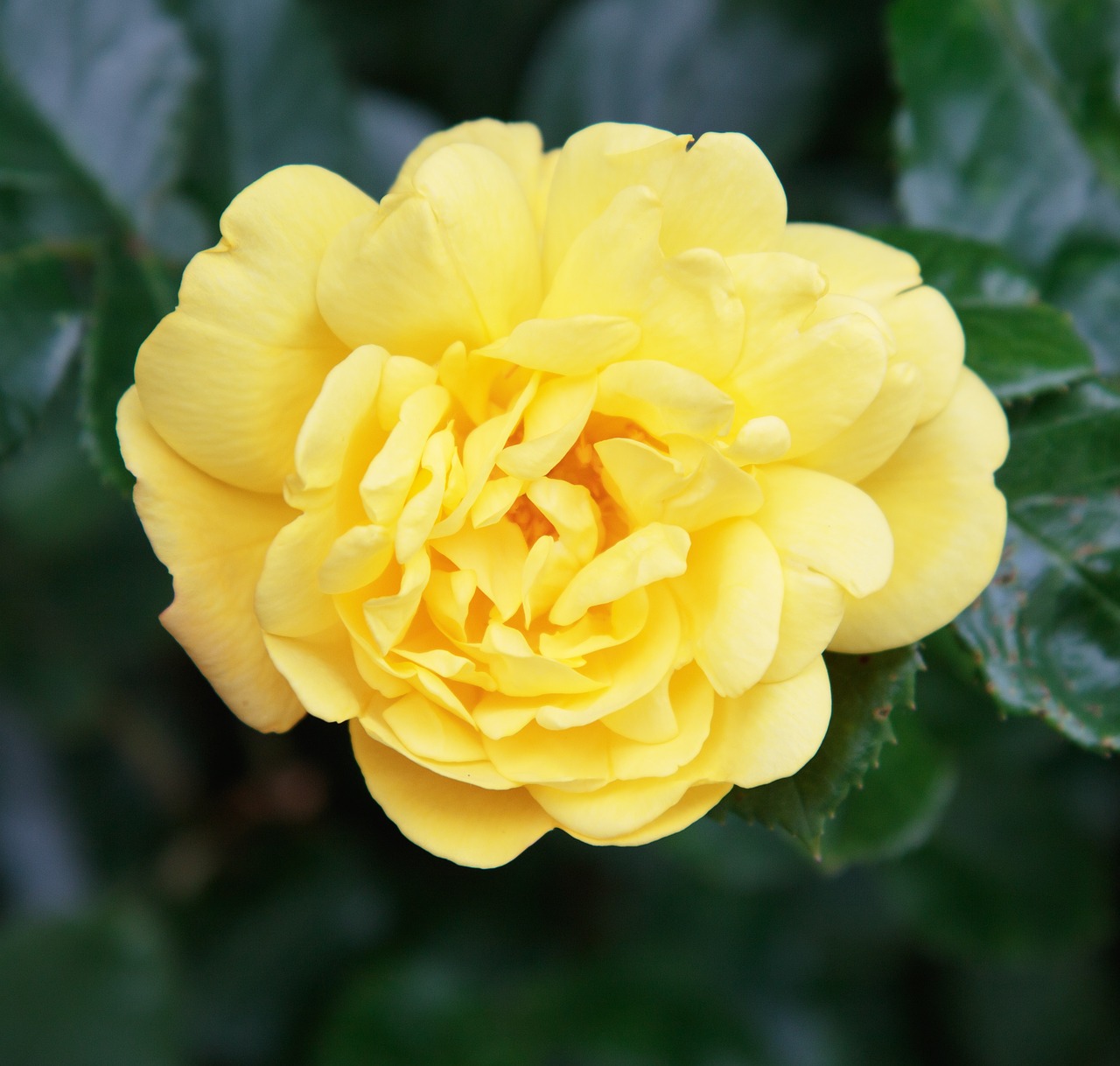 rose yellow flower free photo