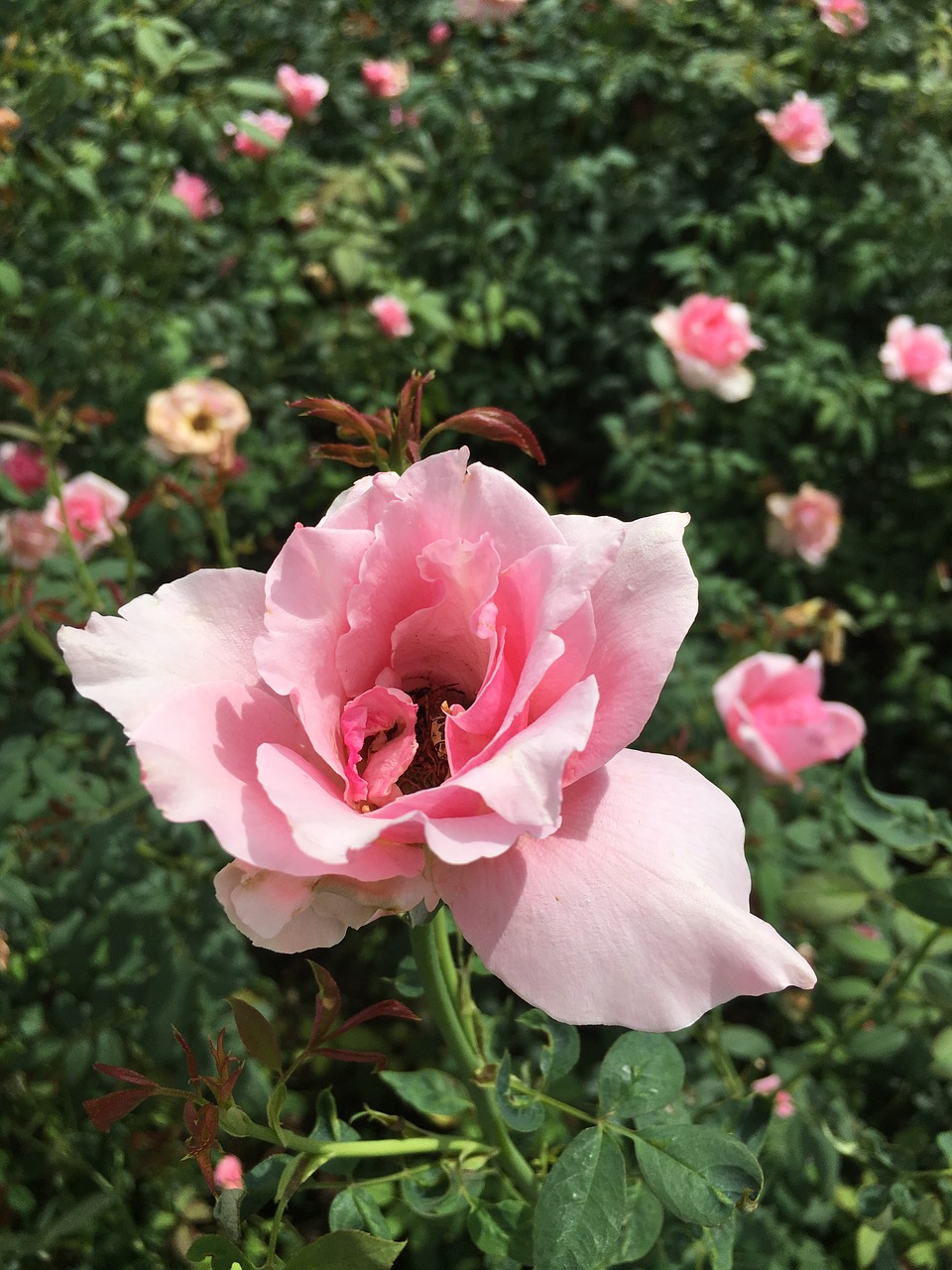 rose pink pale free photo