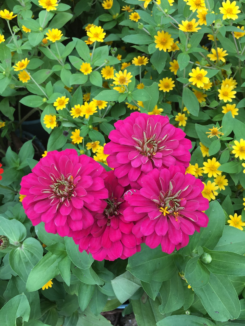 zinnia pink garden free photo