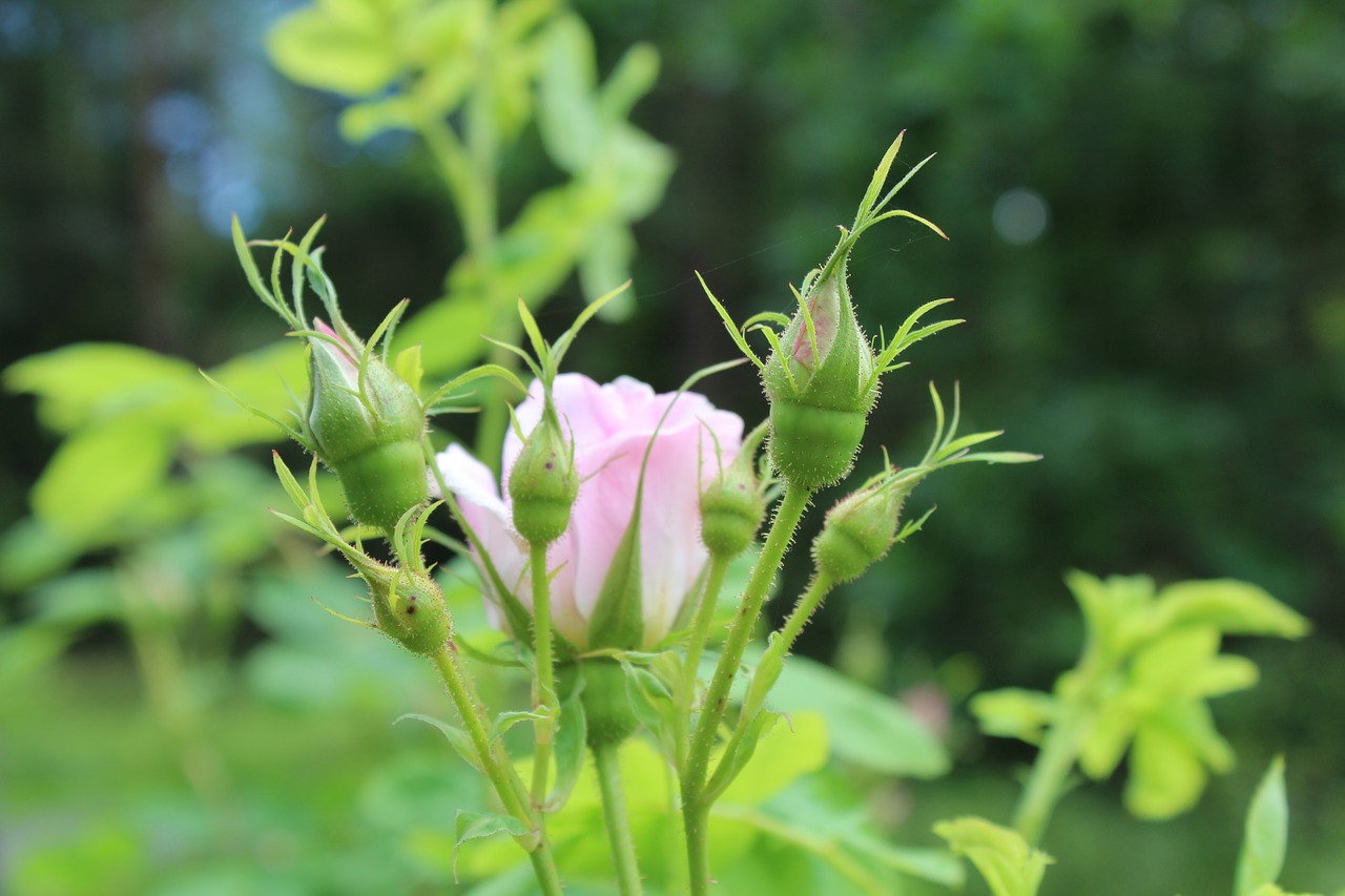 rose pink flower free photo