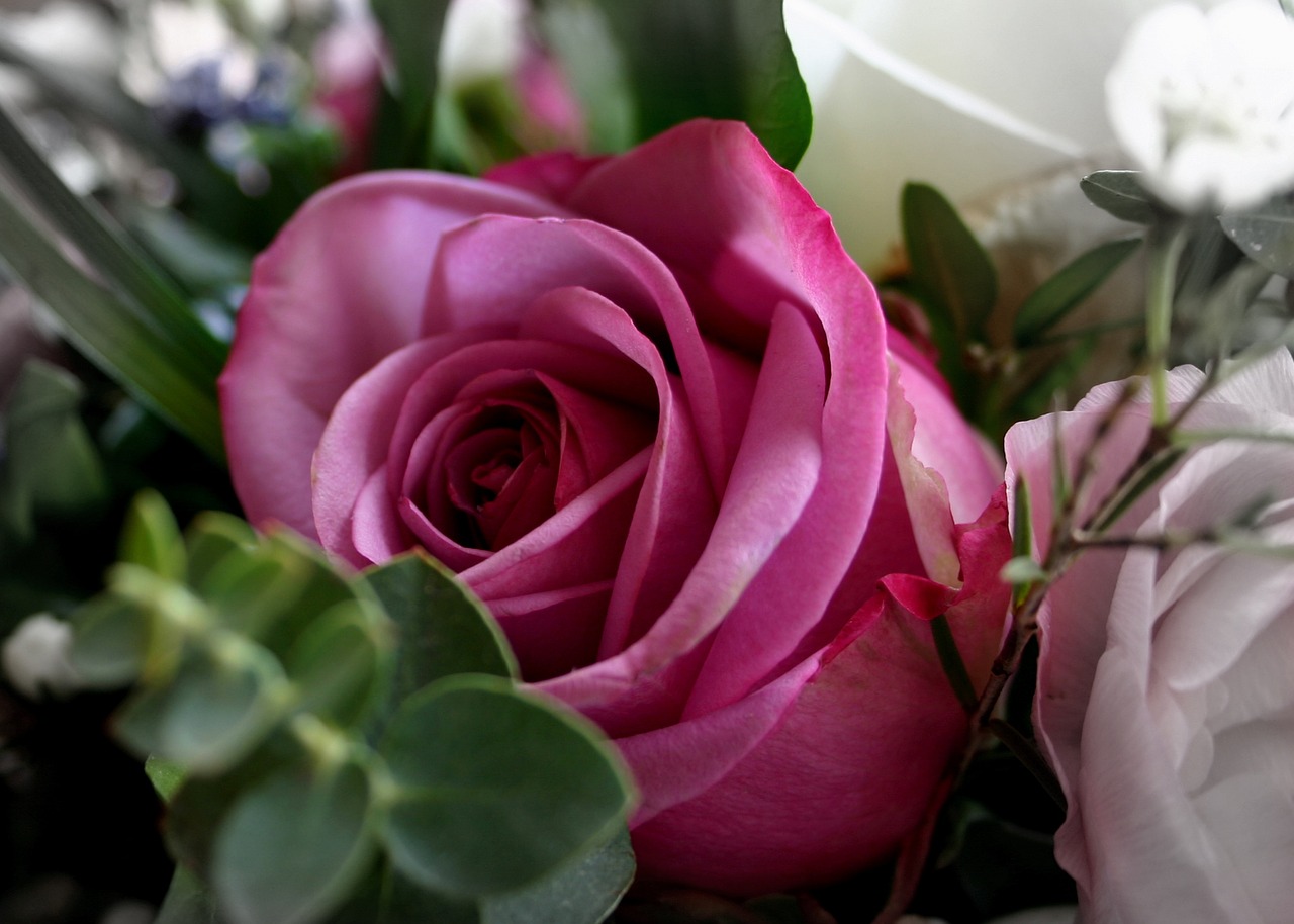 rose flowers red rose free photo