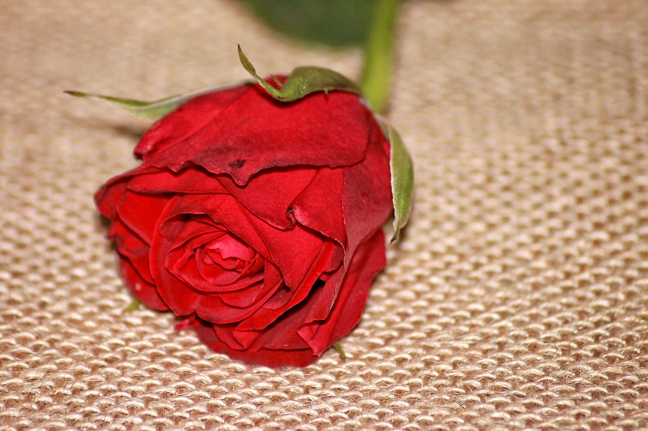 rose red red rose free photo