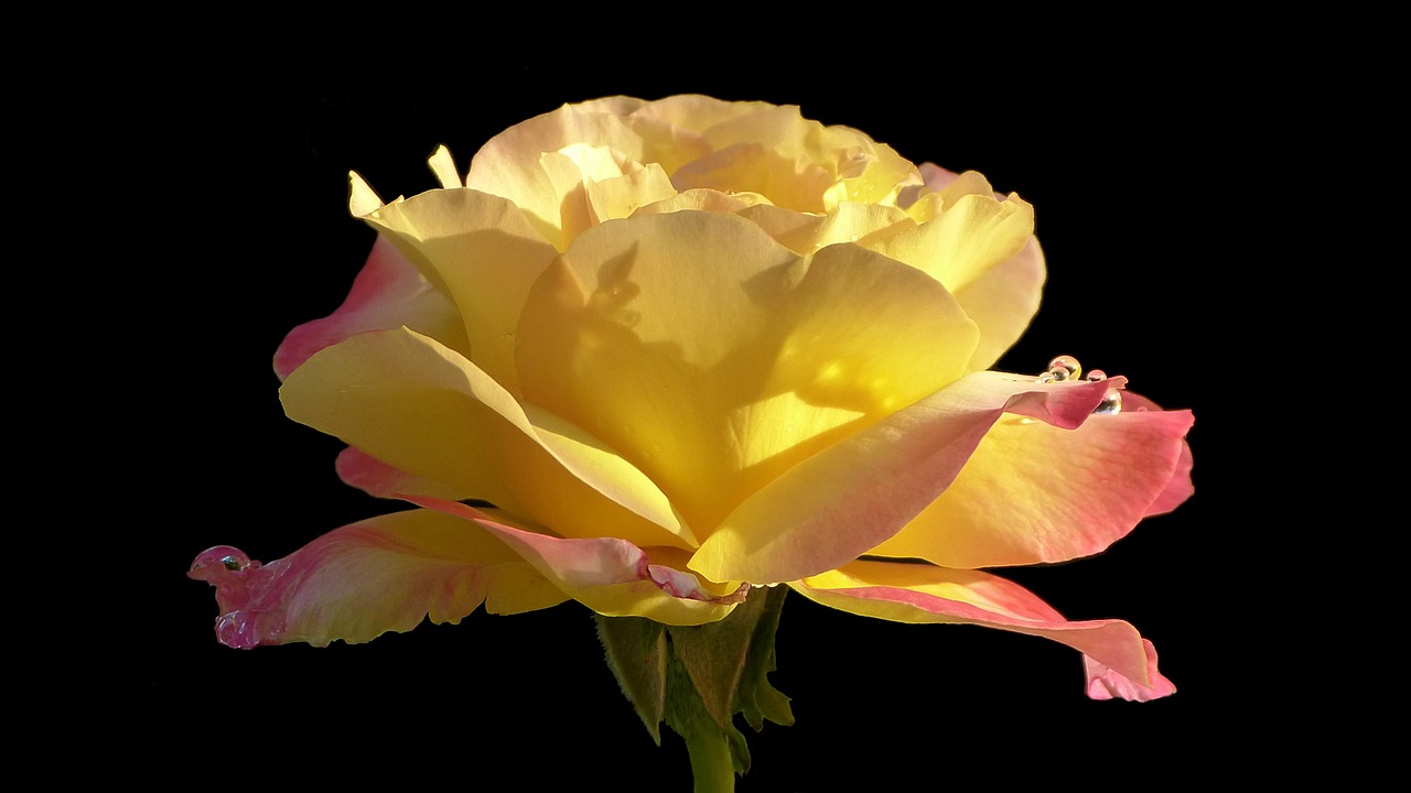 rose floribunda noble rose jubiliee free photo