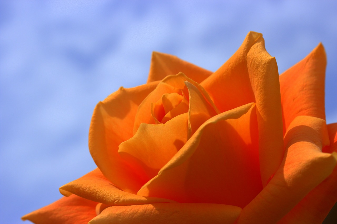 rose orange flowers free photo