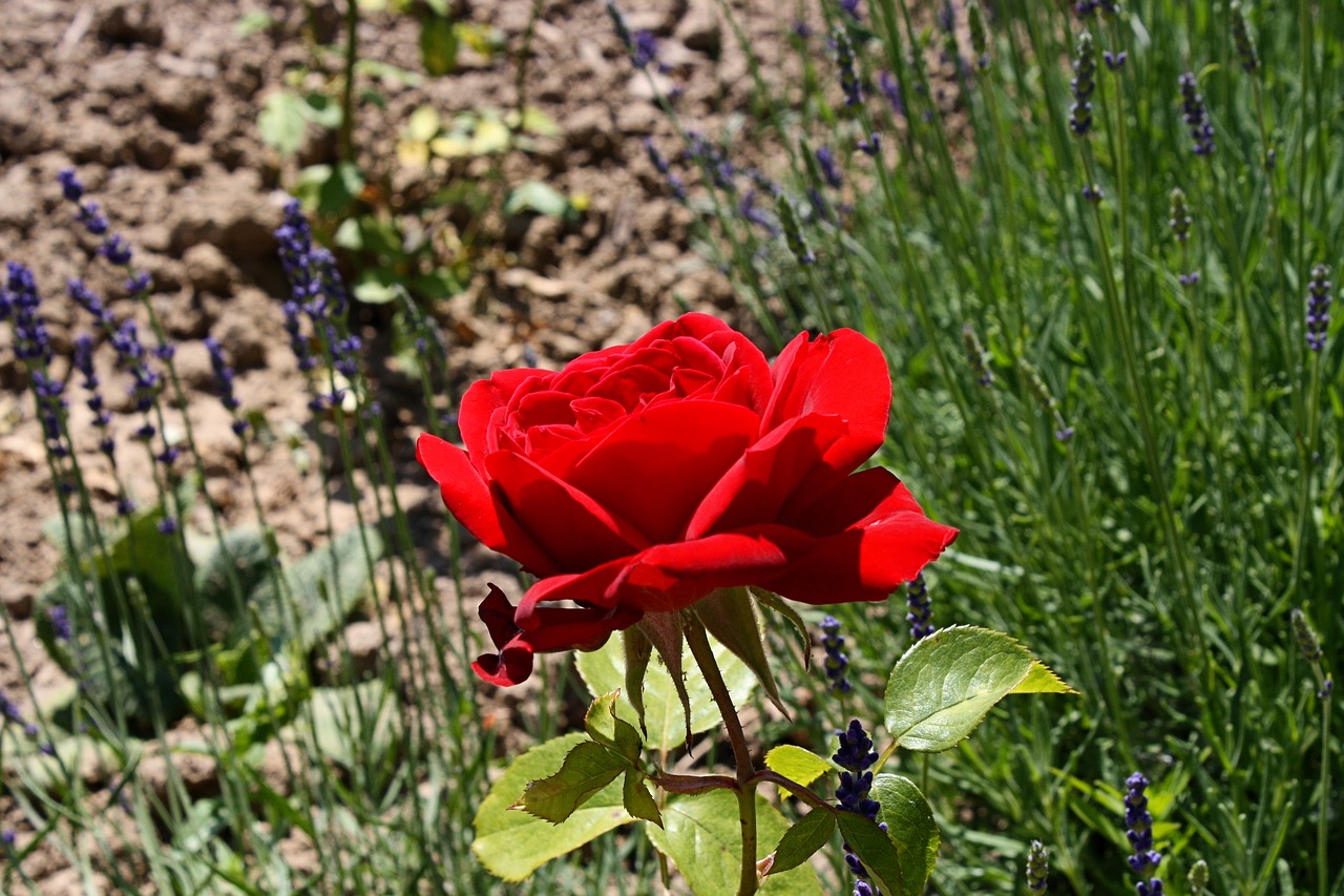 rose garden rose red free photo