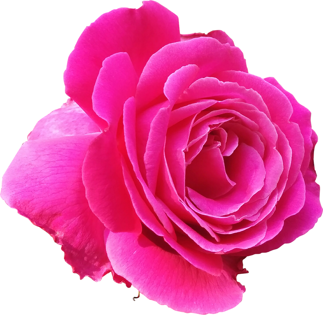 rose pink love free photo