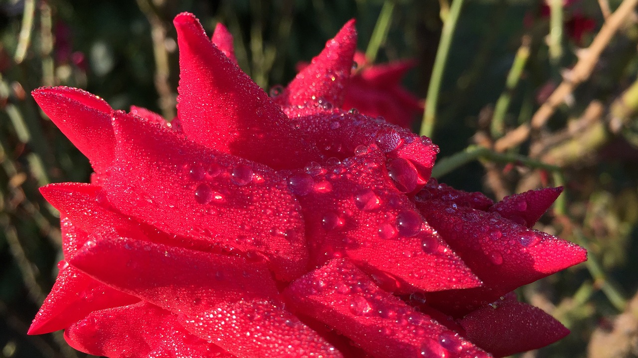 rose flower red rose free photo