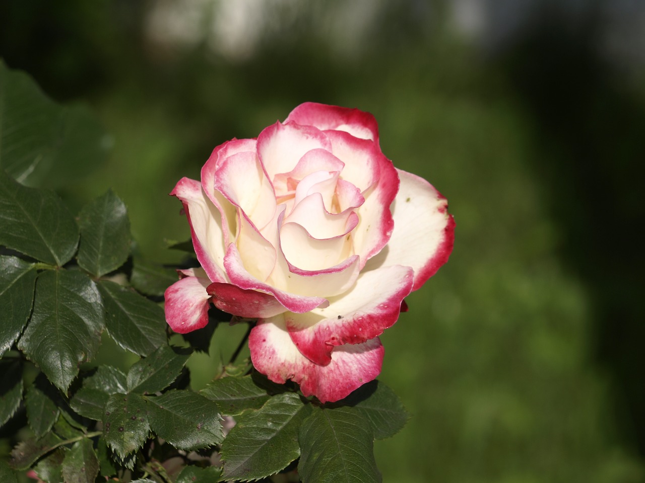 rose white flower free photo