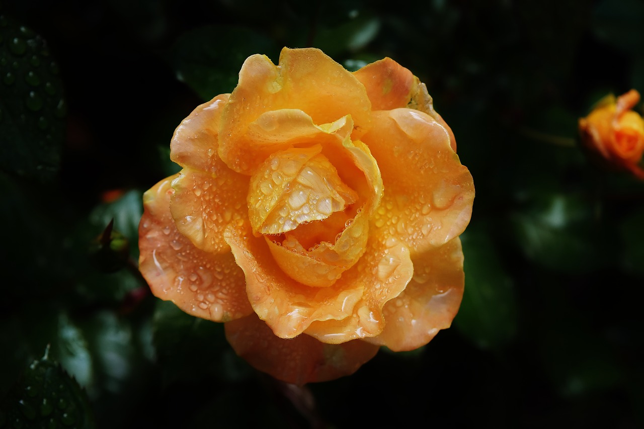 rose orange color free photo