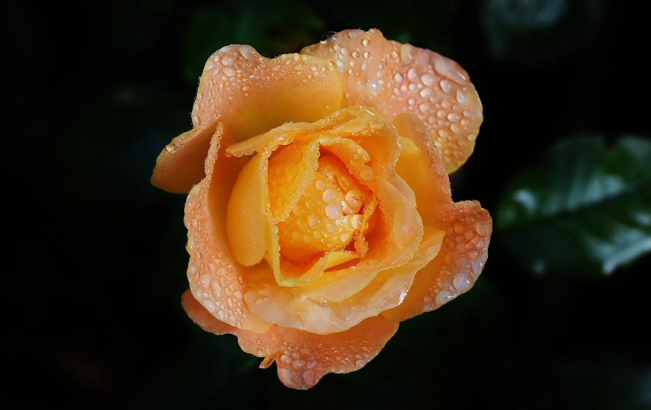 rose orange color free photo