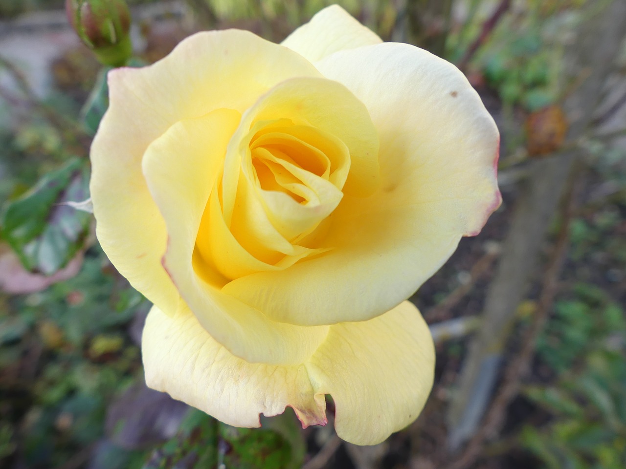 rose yellow rose autumn free photo