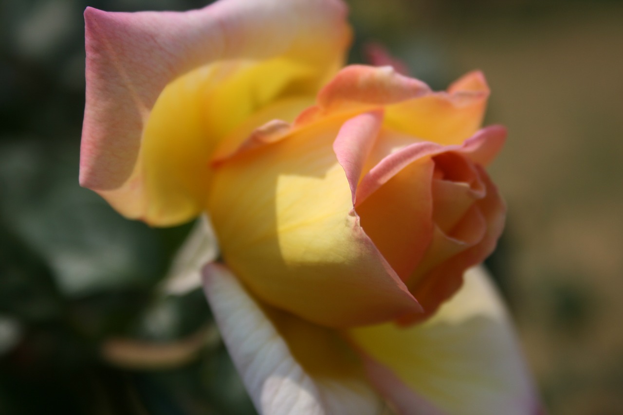 rose pinky-yellow opening free photo