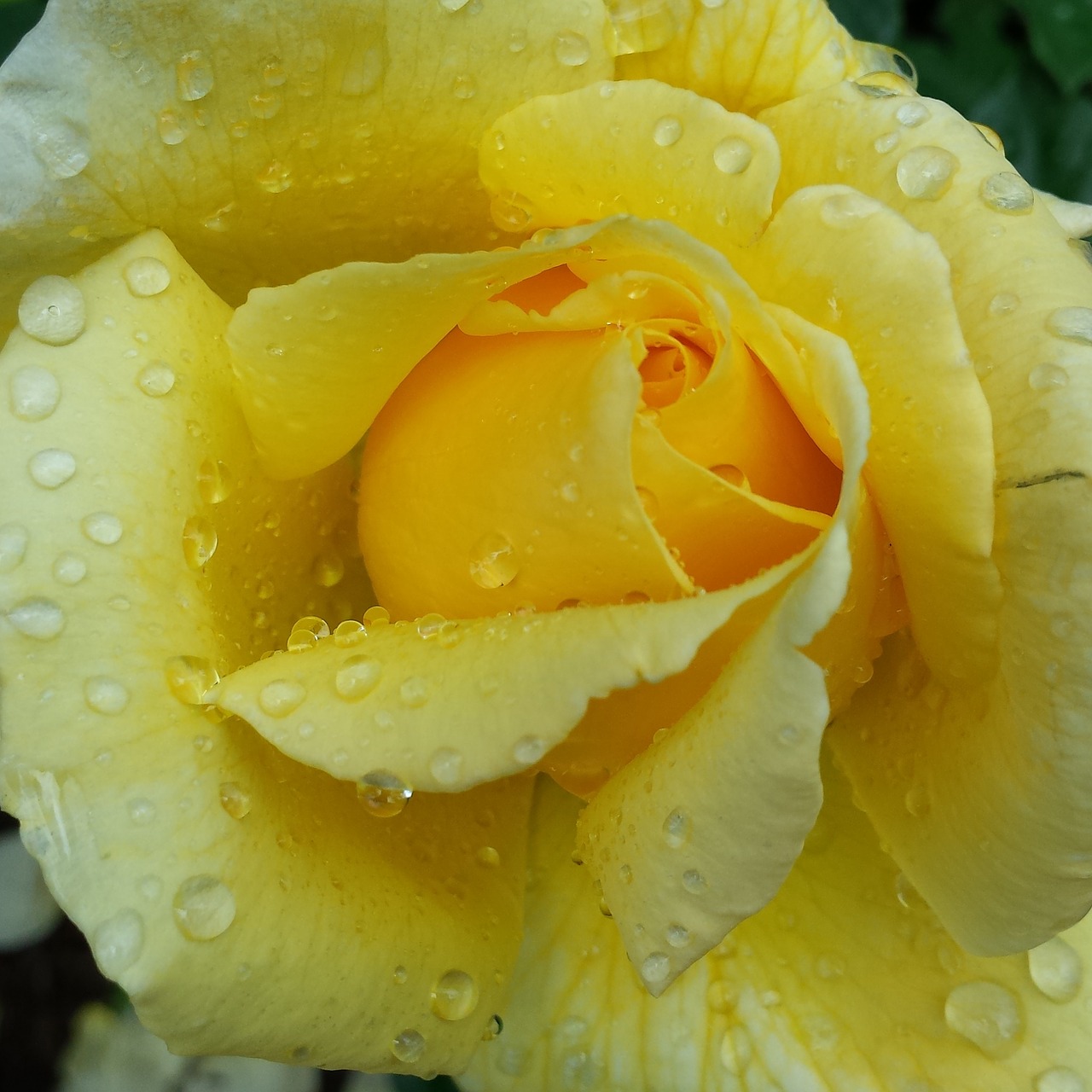 rose yellow flower free photo